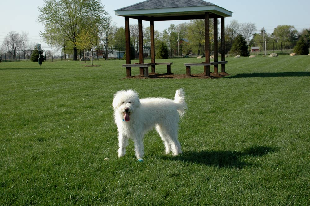 Bark Park Play Session Package: Add Some Fun to Your Dog’s Stay at Beverly’s Precious Pet&nbsp;Campus
