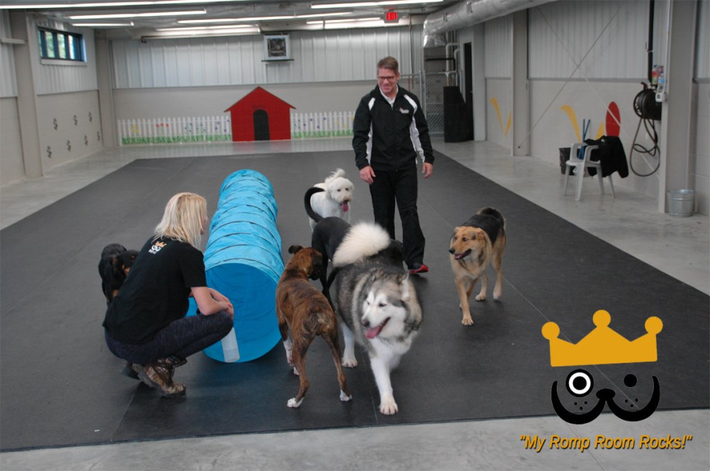 Dogs Love Our Spacious Daycare Romp Room