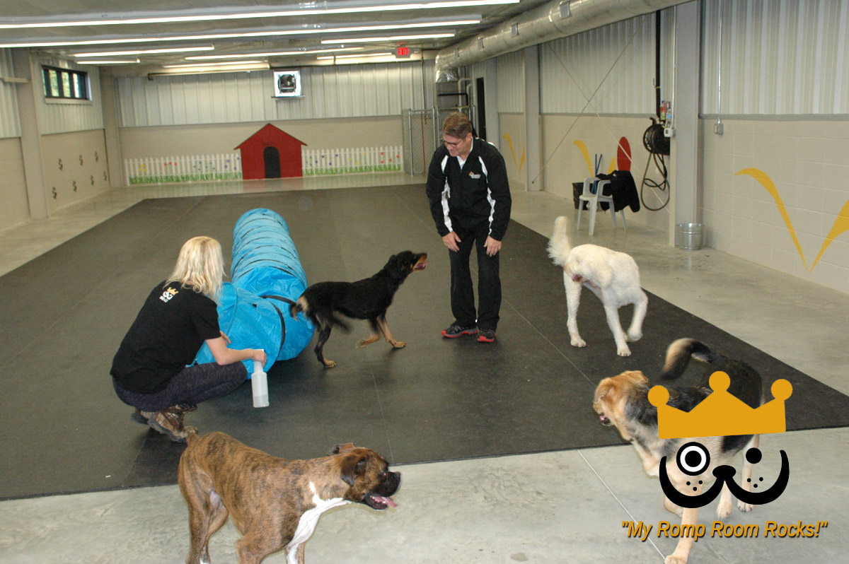 Dogs Love Bevo's Spacious Daycare Romp Room