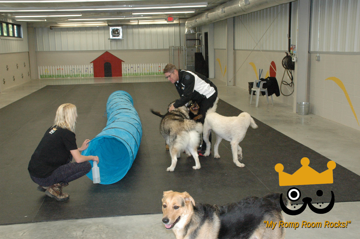 Dogs Love Bevo's Spacious Daycare Romp Room