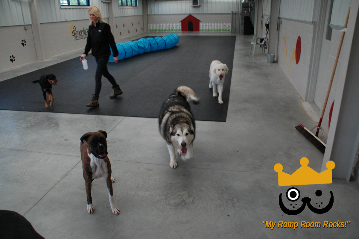Dogs Love Bevo's Spacious Daycare Romp Room
