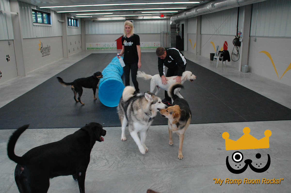 Dogs Love Bevo's Spacious Daycare Romp Room