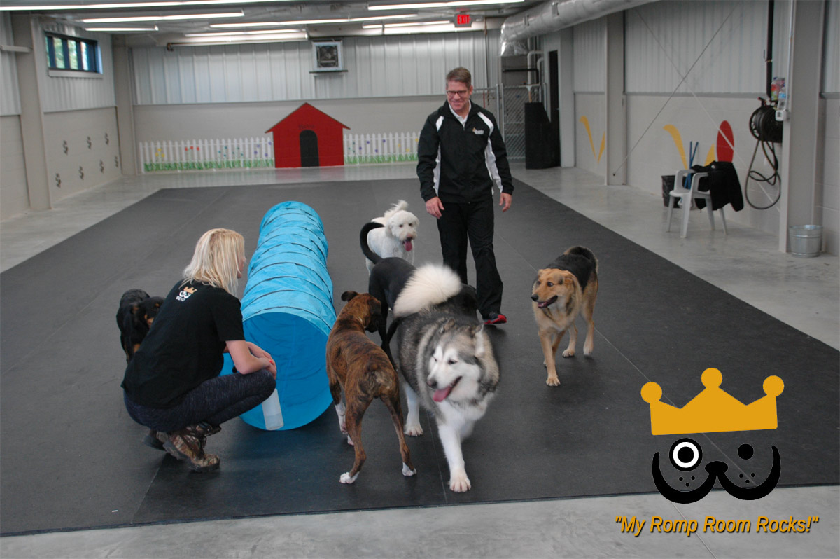 Dogs Love Bevo's Spacious Daycare Romp Room