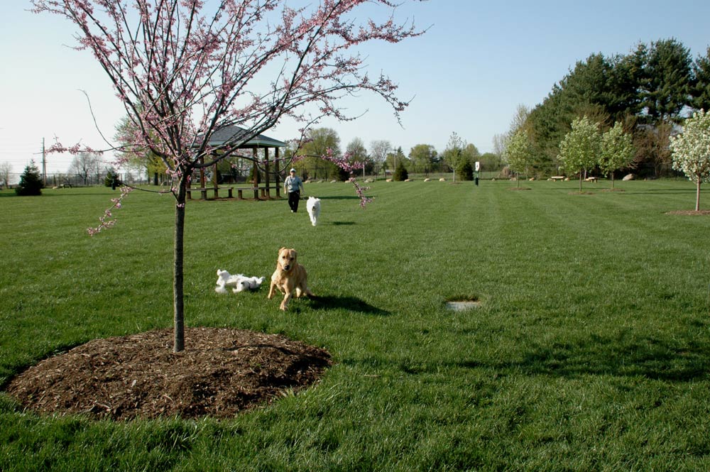 Boarding Space Filling Fast For Spring Break at Beverly’s Precious Pet&nbsp;Campus