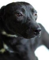 Click to see Spikey and more dogs available for adoption at the Humane Society of Indianapolis. (opens in new window)