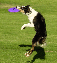 The dogs played Frisbee at the Spring Fling" Open House