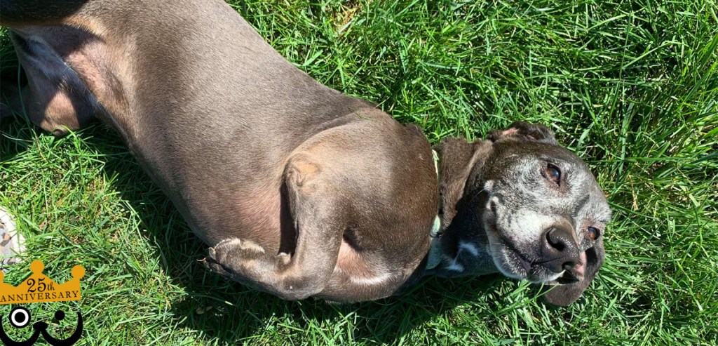 Changes Coming to Bevo’s Bark Park