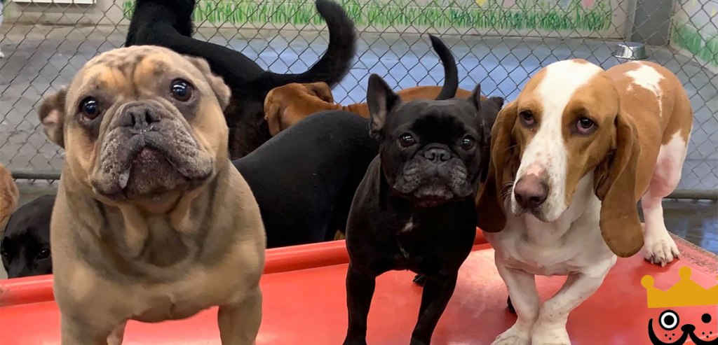 Doggy Daycare Holiday Happenings: Limited Days & Reservations