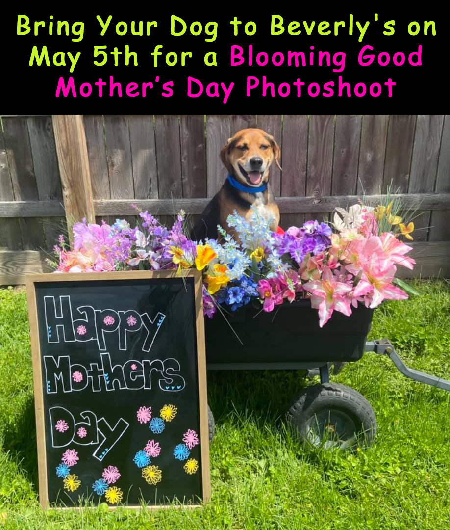 Blooming Good Mothers’ Day Photoshoot is May 5th at Beverly’s Pet Resort in&nbsp;Fishers
