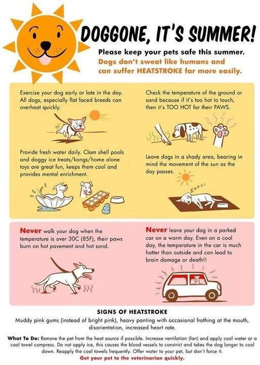 Tips to Keep Your Dog Safe in Summer