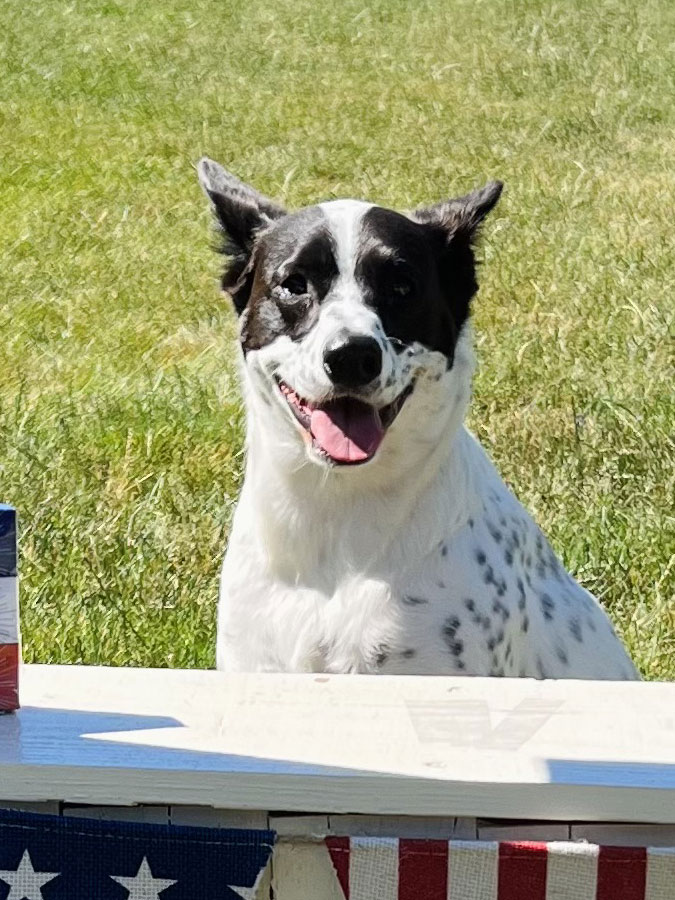Close-up of Fireworks Stand at Beverly's Pet Resort Independence Day 2022 Photoshoot