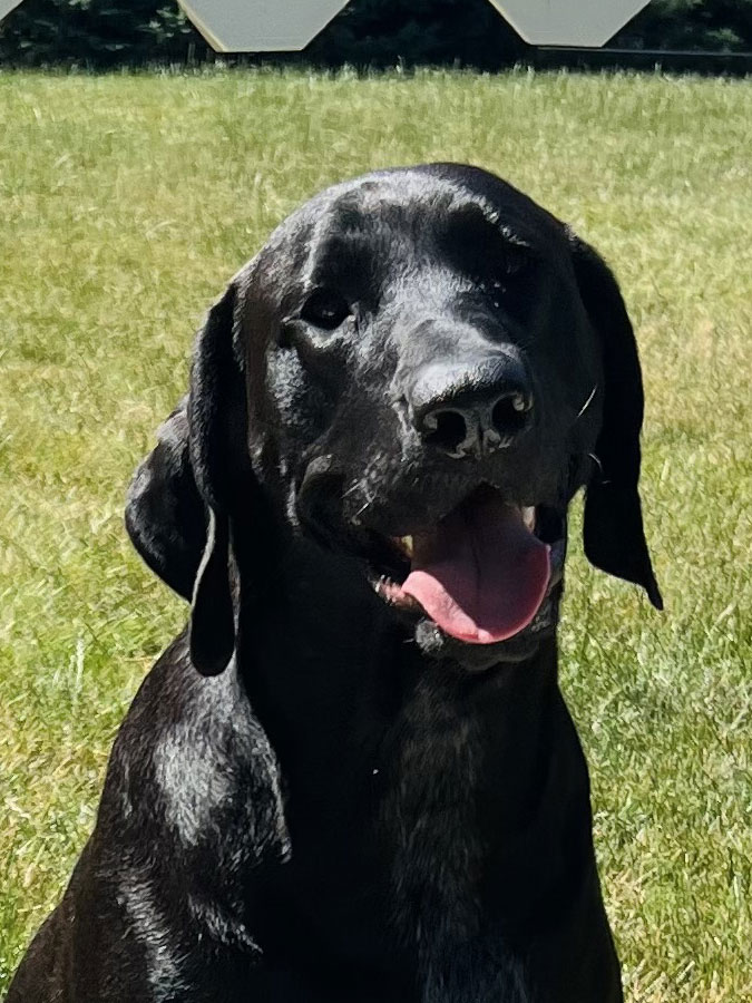 Close-up of Fireworks Stand at Beverly's Pet Resort Independence Day 2022 Photoshoot