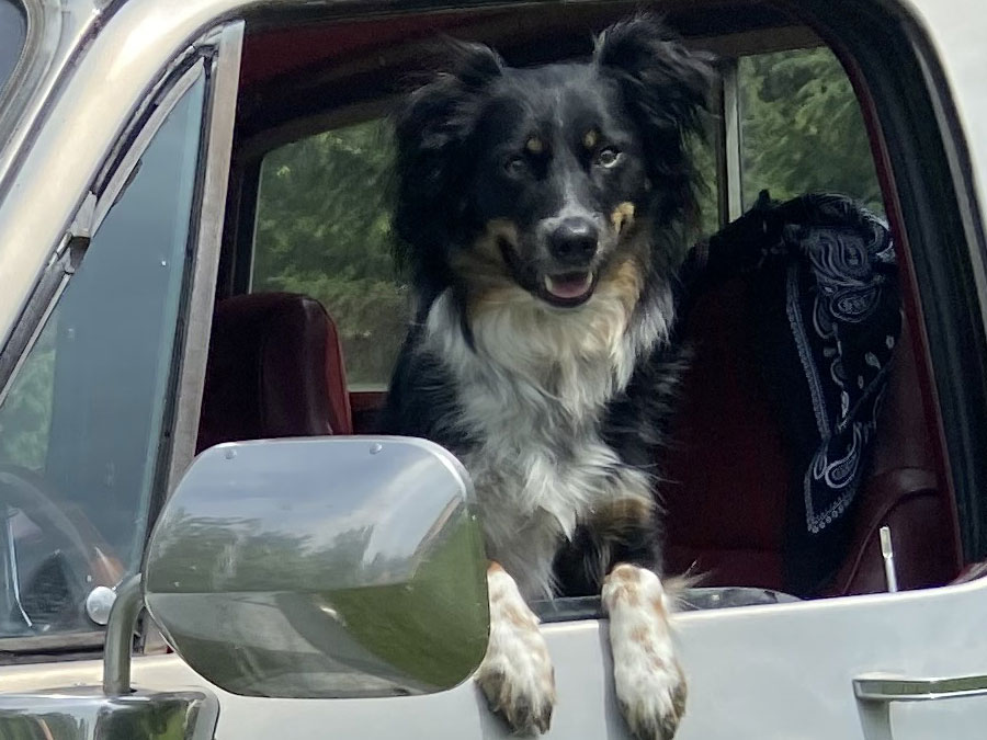 Classic Pickup Truck at Beverly's Pet Resort Fathers' Day 2022 Photoshoot
