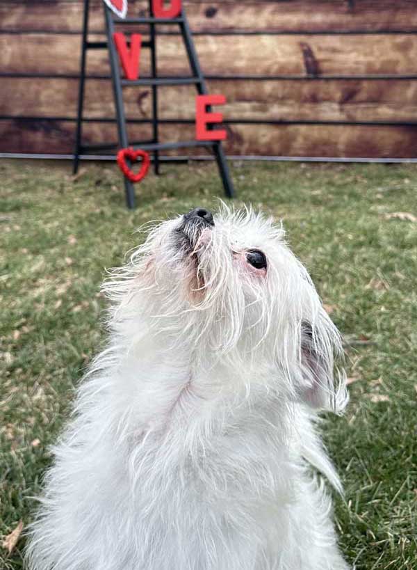 St. Valentine's Photoshoot 2023 at Beverly's Pet Resort