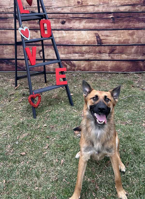 St. Valentine's Photoshoot 2023 at Beverly's Pet Resort