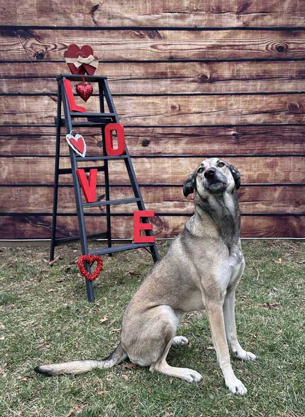 St. Valentine's Photoshoot 2023 at Beverly's Pet Resort