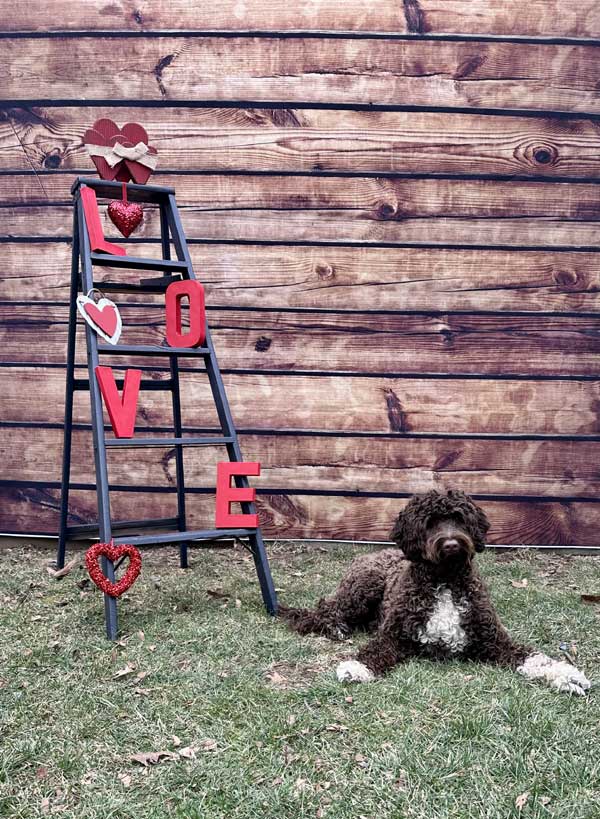 St. Valentine's Photoshoot 2023 at Beverly's Pet Resort