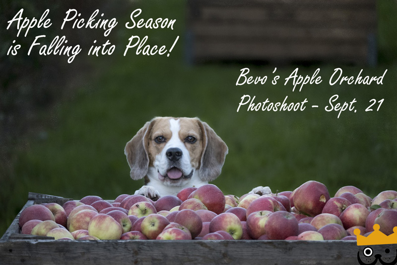 Apple Picking Season is Falling into Place in Bevo’s&nbsp;Orchard