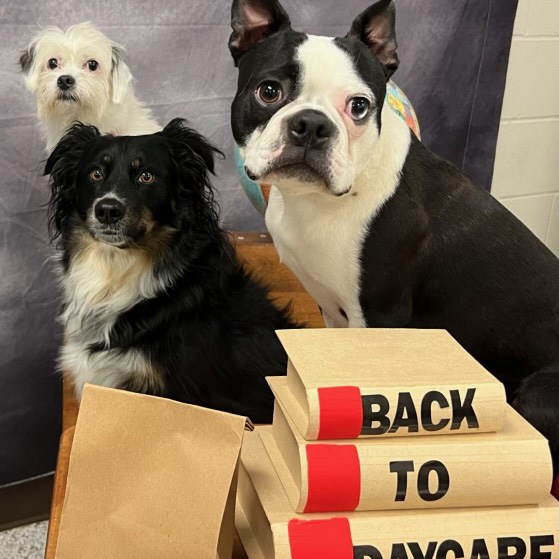 Bark to School Photoshoot 2023 at Beverly's Pet Resort