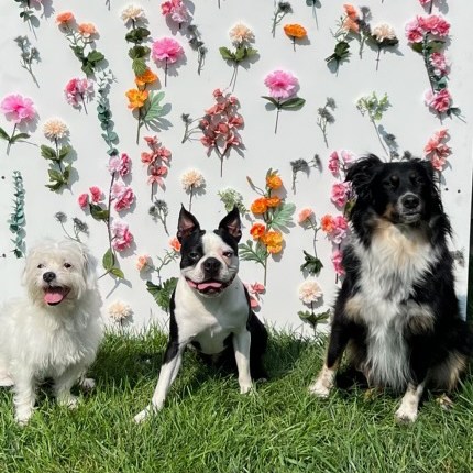 Day of Dogs Photoshoot 2023 at Beverly's Pet Resort