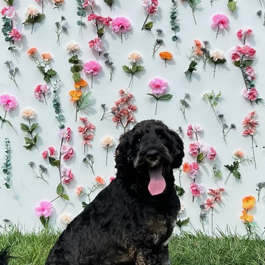 Day of Dogs Photoshoot 2023 at Beverly's Pet Resort