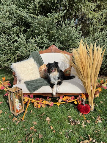 Bevo's Apple Orchard Photoshoot 2023