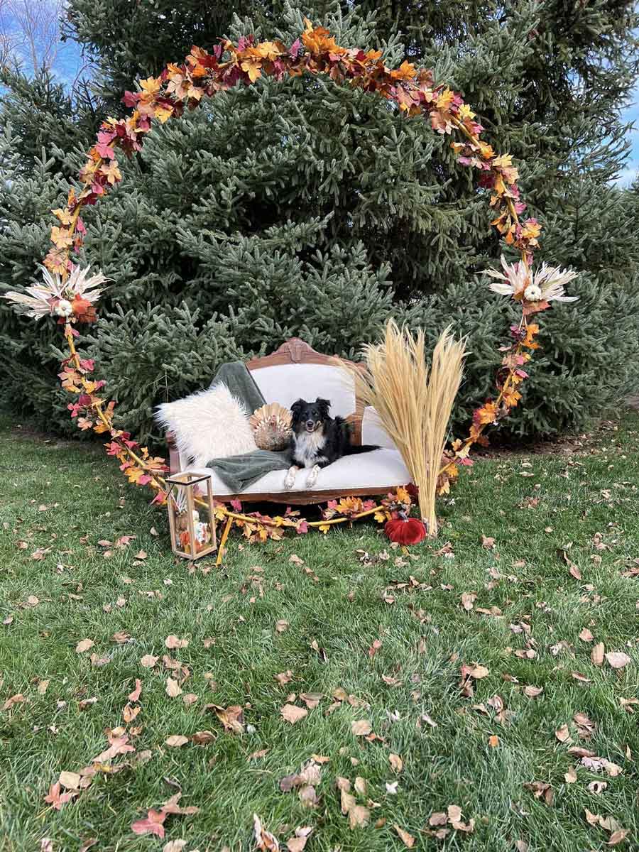 Bevo's Apple Orchard Photoshoot 2023