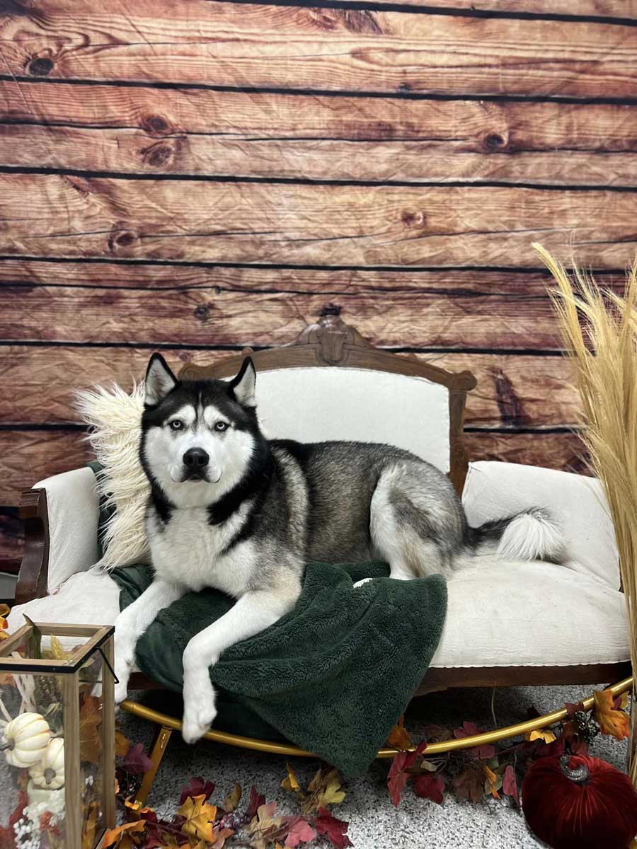 Bevo's Apple Orchard Photoshoot 2023