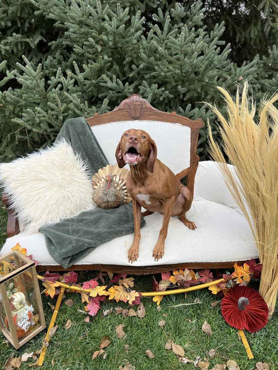 Bevo's Apple Orchard Photoshoot 2023