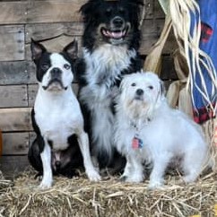 Halloween 2023 Photoshoot at Beverly's Pet Resort