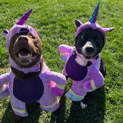 Halloween 2023 Photoshoot at Beverly's Pet Resort