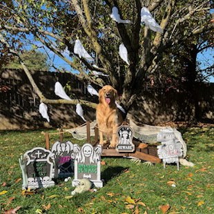 Halloween 2023 Photoshoot at Beverly's Pet Resort