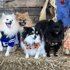 Halloween 2023 Photoshoot at Beverly's Pet Resort