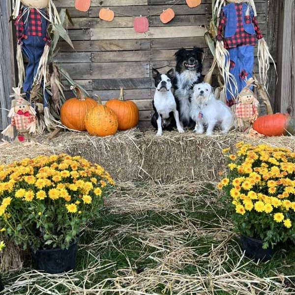 Halloween 2023 Photoshoot at Beverly's Pet Resort