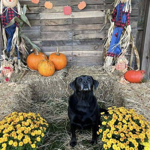 Halloween 2023 Photoshoot at Beverly's Pet Resort