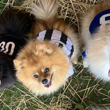 Halloween 2023 Photoshoot at Beverly's Pet Resort