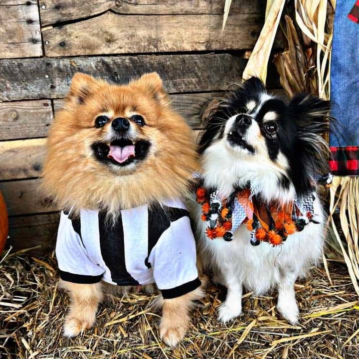 Halloween 2023 Photoshoot at Beverly's Pet Resort