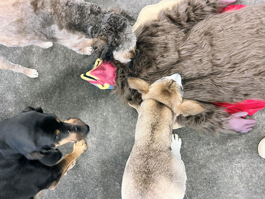 Thanksgiving Turkey 2023 at Beverly's