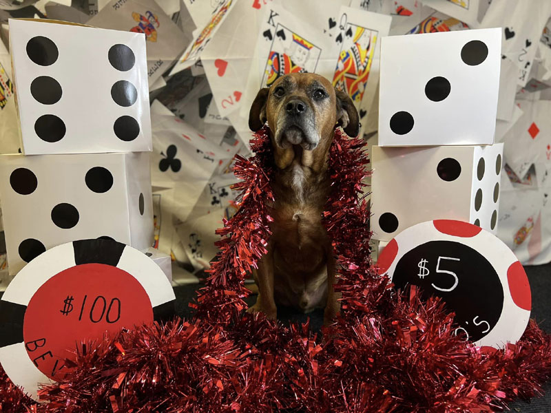 Bet on Bev’s Casino Photoshoot at Beverly's Pet Resort