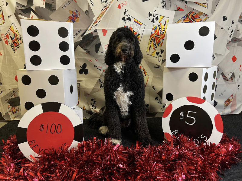 Bet on Bev’s Casino Photoshoot at Beverly's Pet Resort