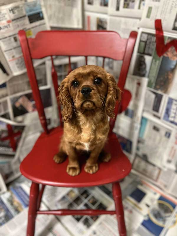 Puppy Love Photoshoot - Valentine's Day 2024 - Beverly's Pet Resort