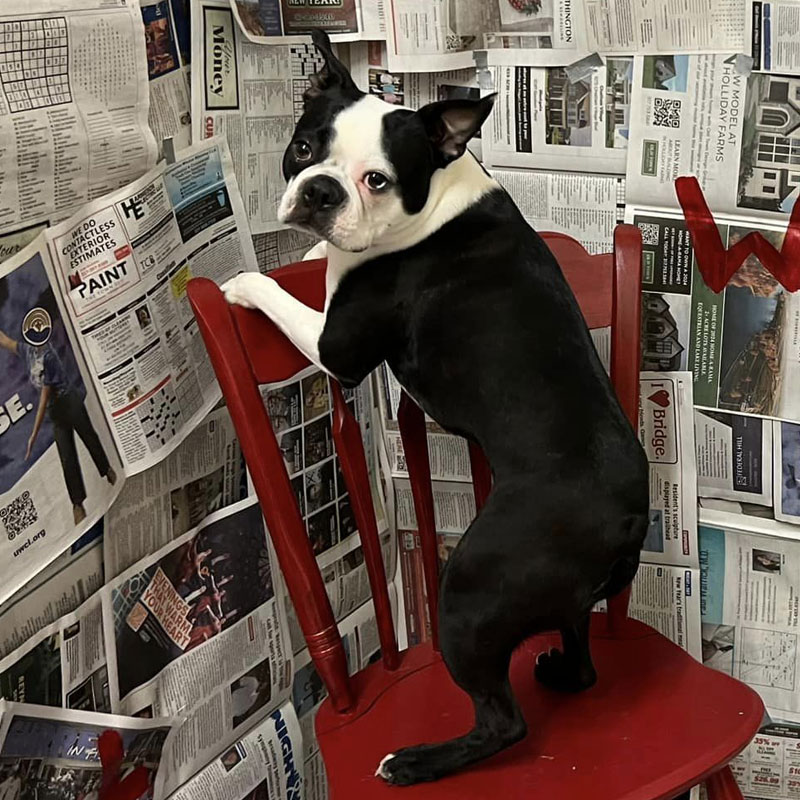 Puppy Love Photoshoot - Valentine's Day 2024 - Beverly's Pet Resort