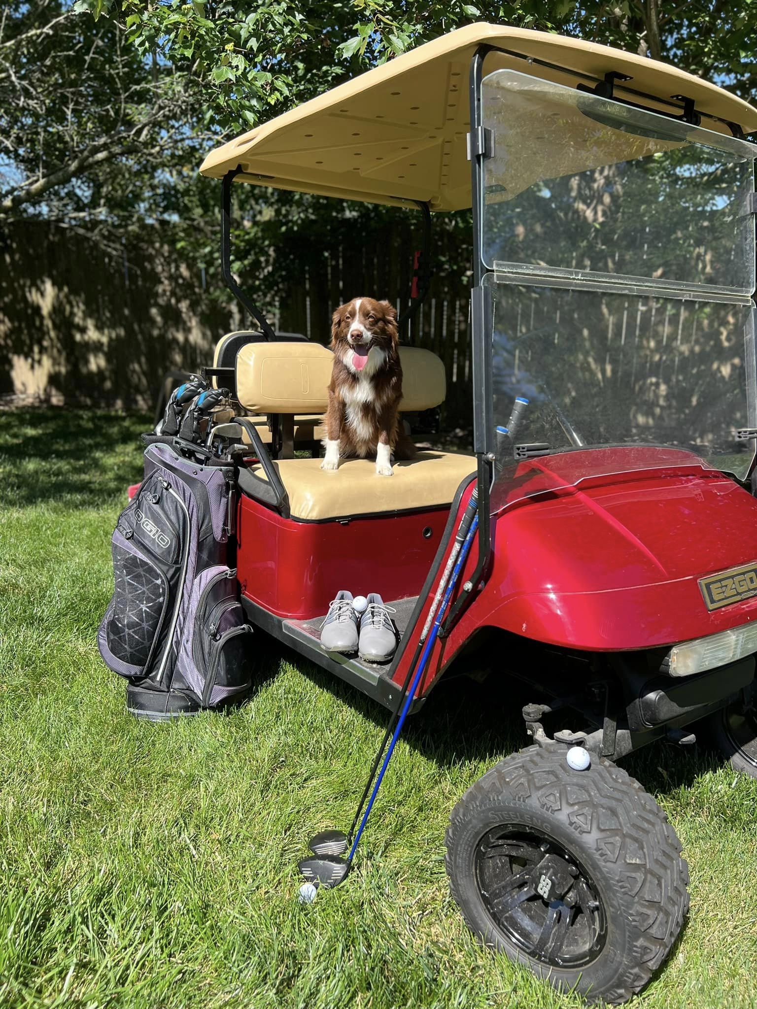 Dog Dads are Tee-rific! - Photoshoot June 2024