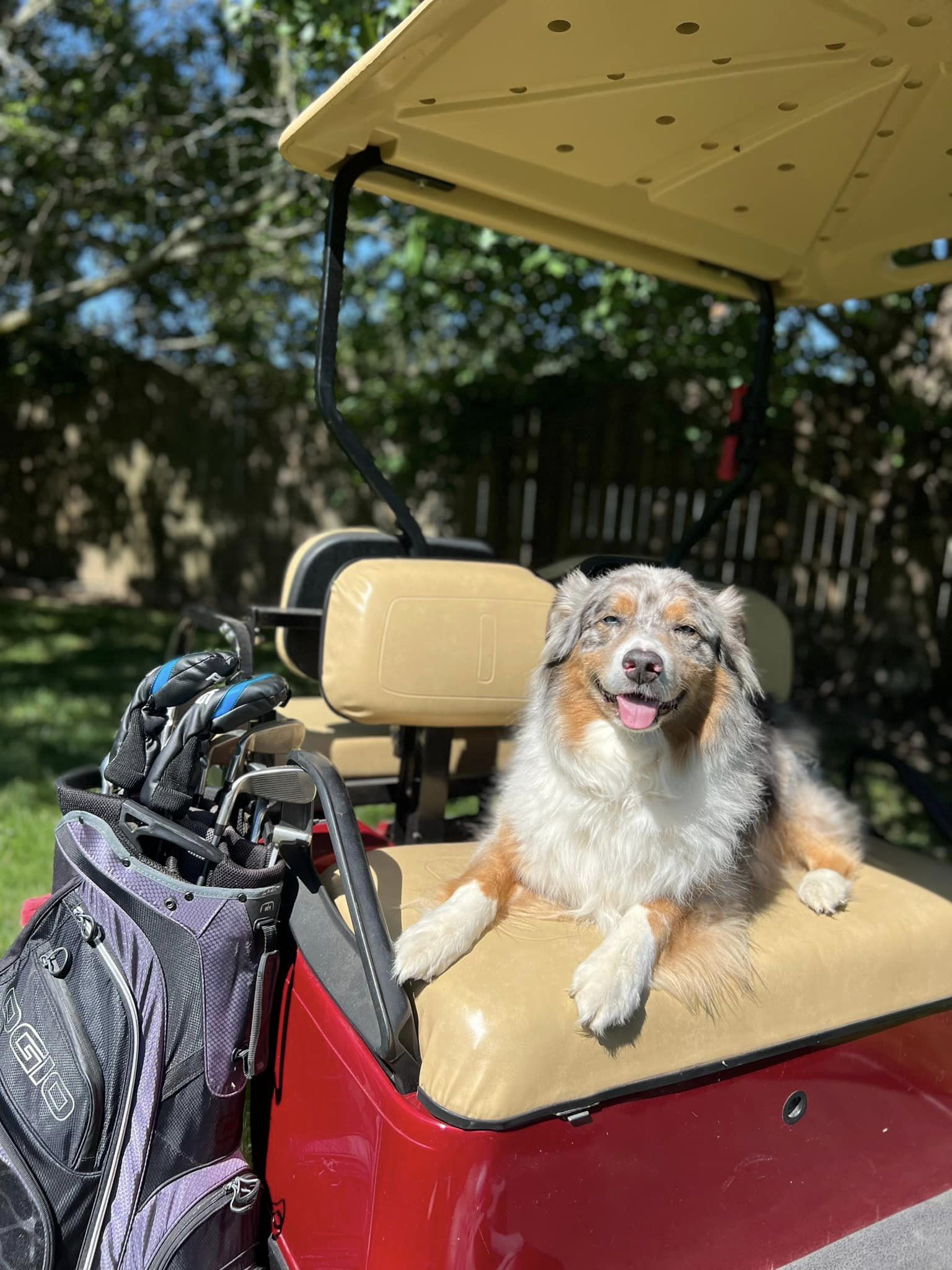 Dog Dads are Tee-rific! - Photoshoot June 2024