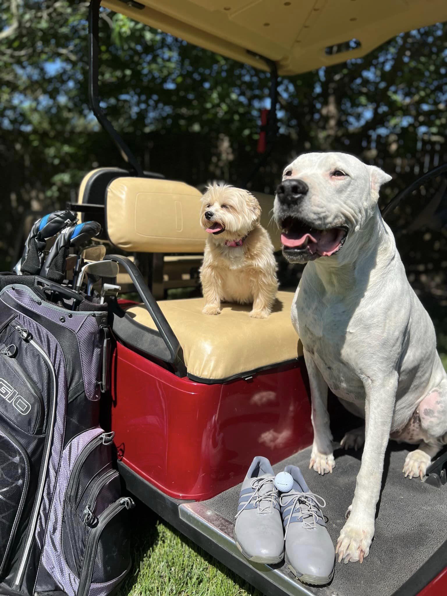 Dog Dads are Tee-rific! - Photoshoot June 2024