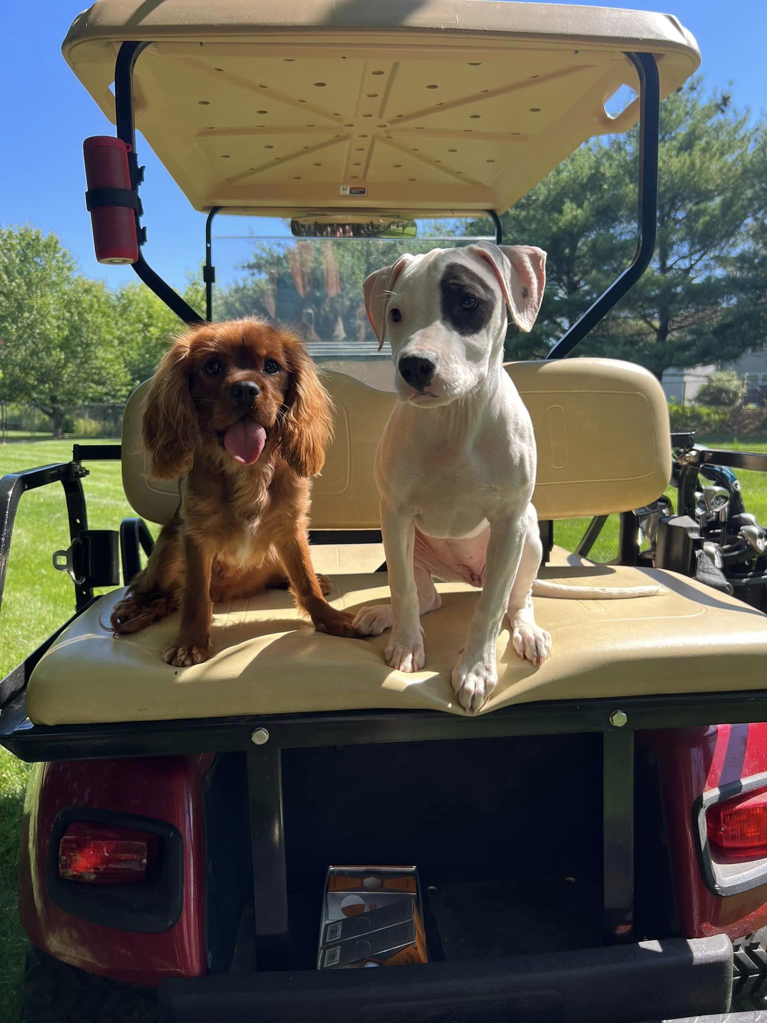 Dog Dads are Tee-rific! - Photoshoot June 2024