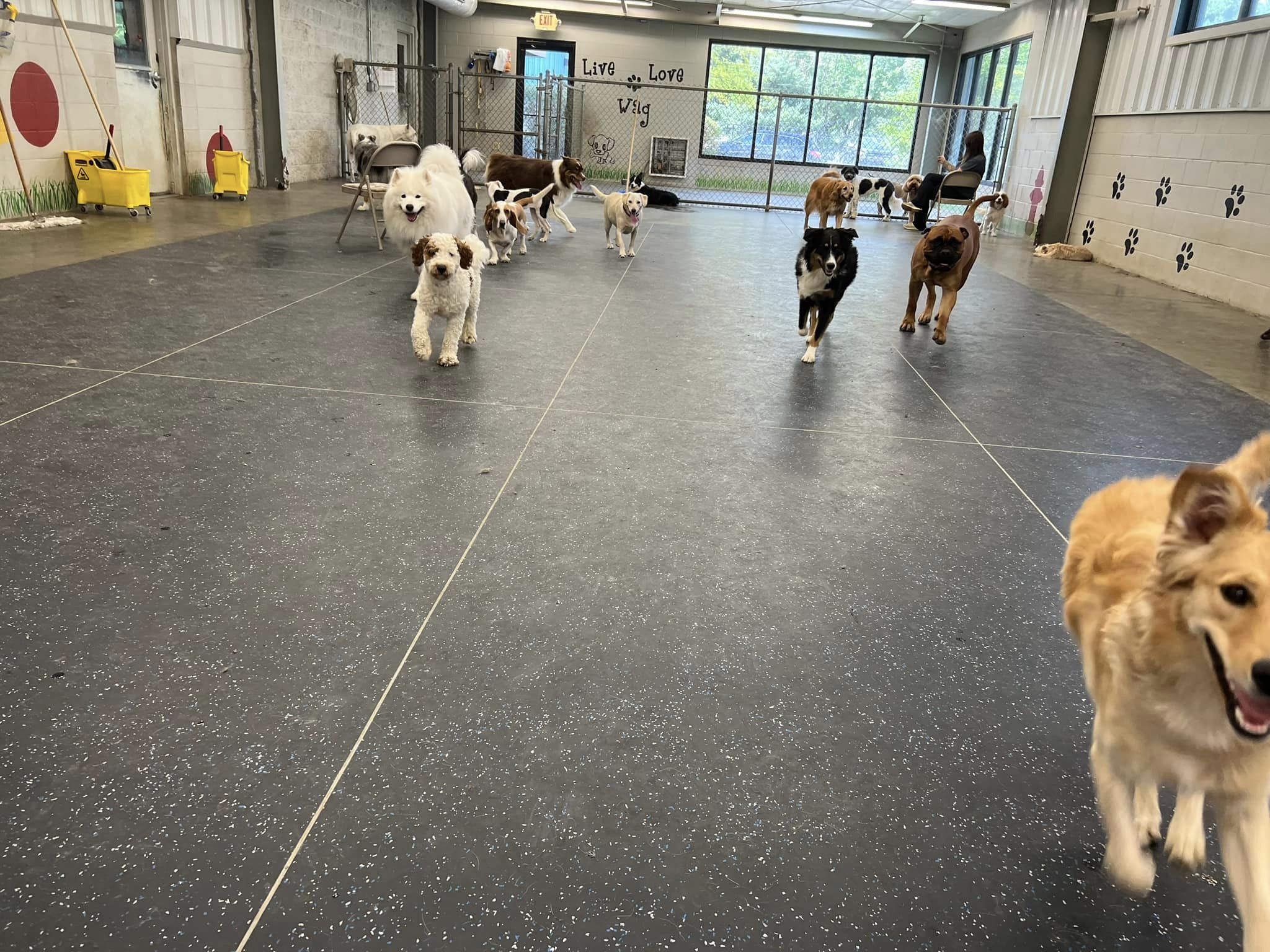 Checking Out the New Floor in the Daycare Romp Room at Beverly's Pet Resort