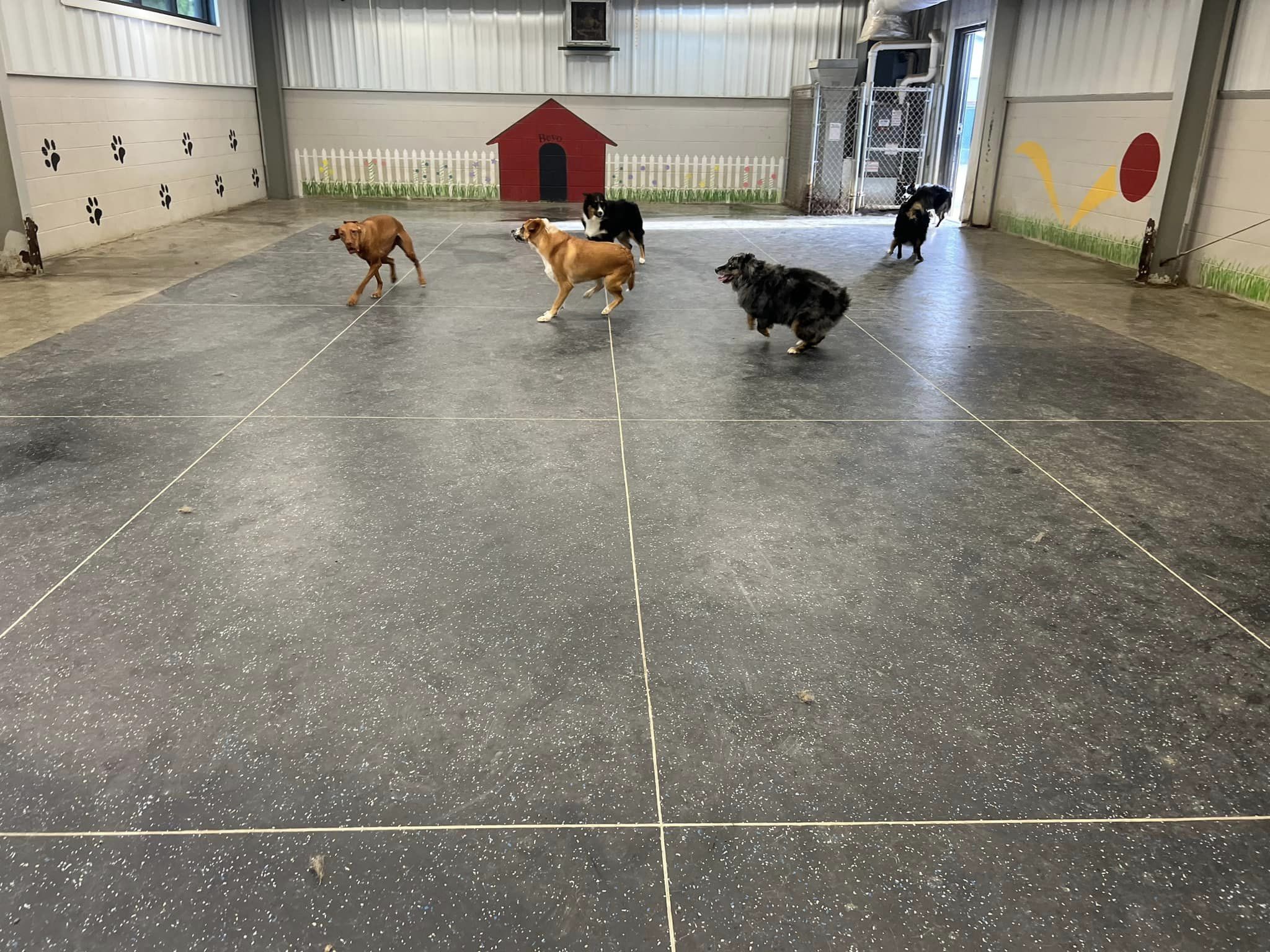 Checking Out the New Floor in the Daycare Romp Room at Beverly's Pet Resort