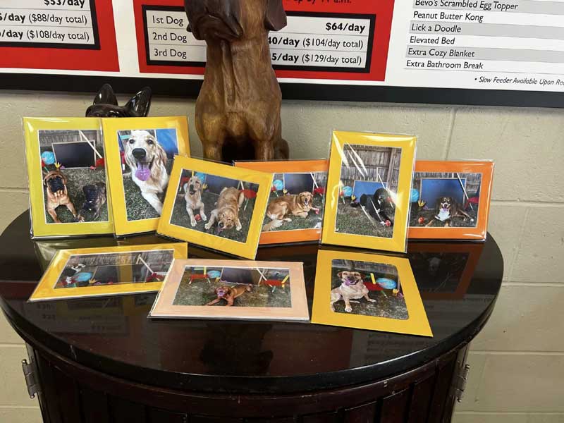 Framed Photos of Back to School 2024 Photoshoot at Beverly's Pet Resort