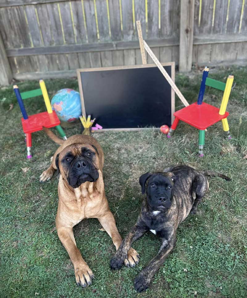 Back to School 2024 Photoshoot at Beverly's Pet Resort